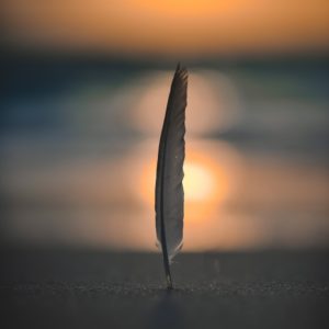 feather on sand in selective focus photography