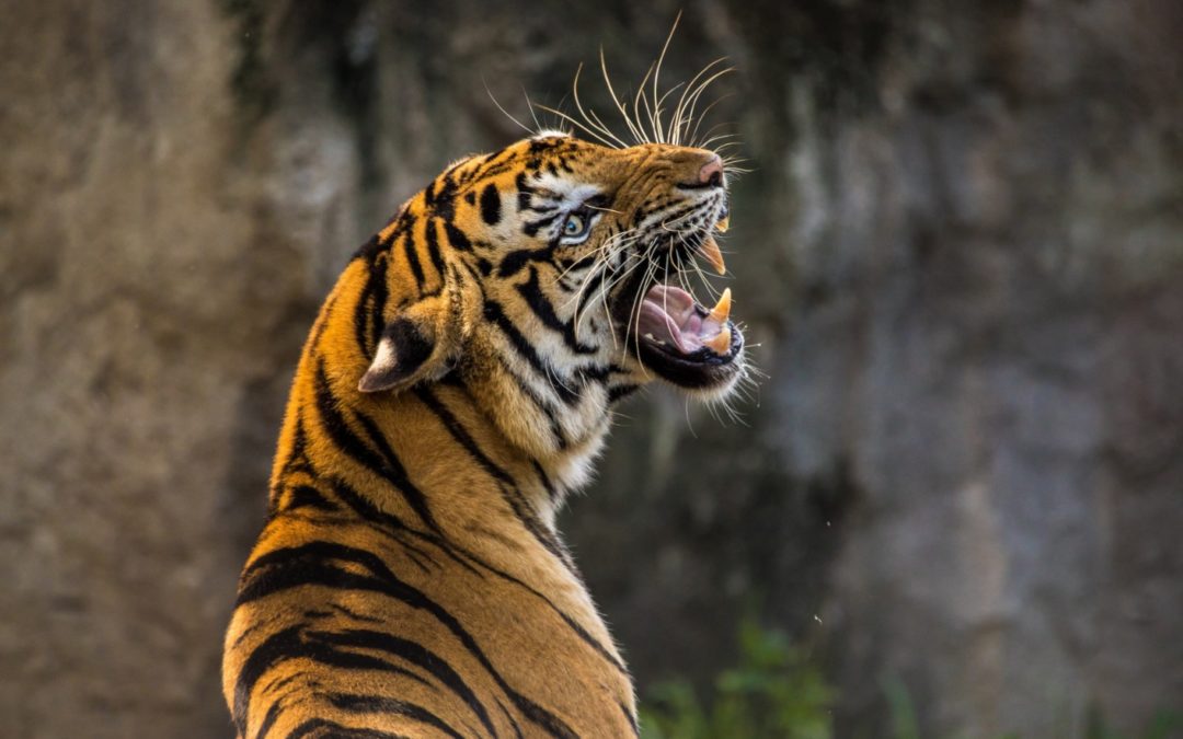 Soirée Tantra « Rugir avec le Tigre »