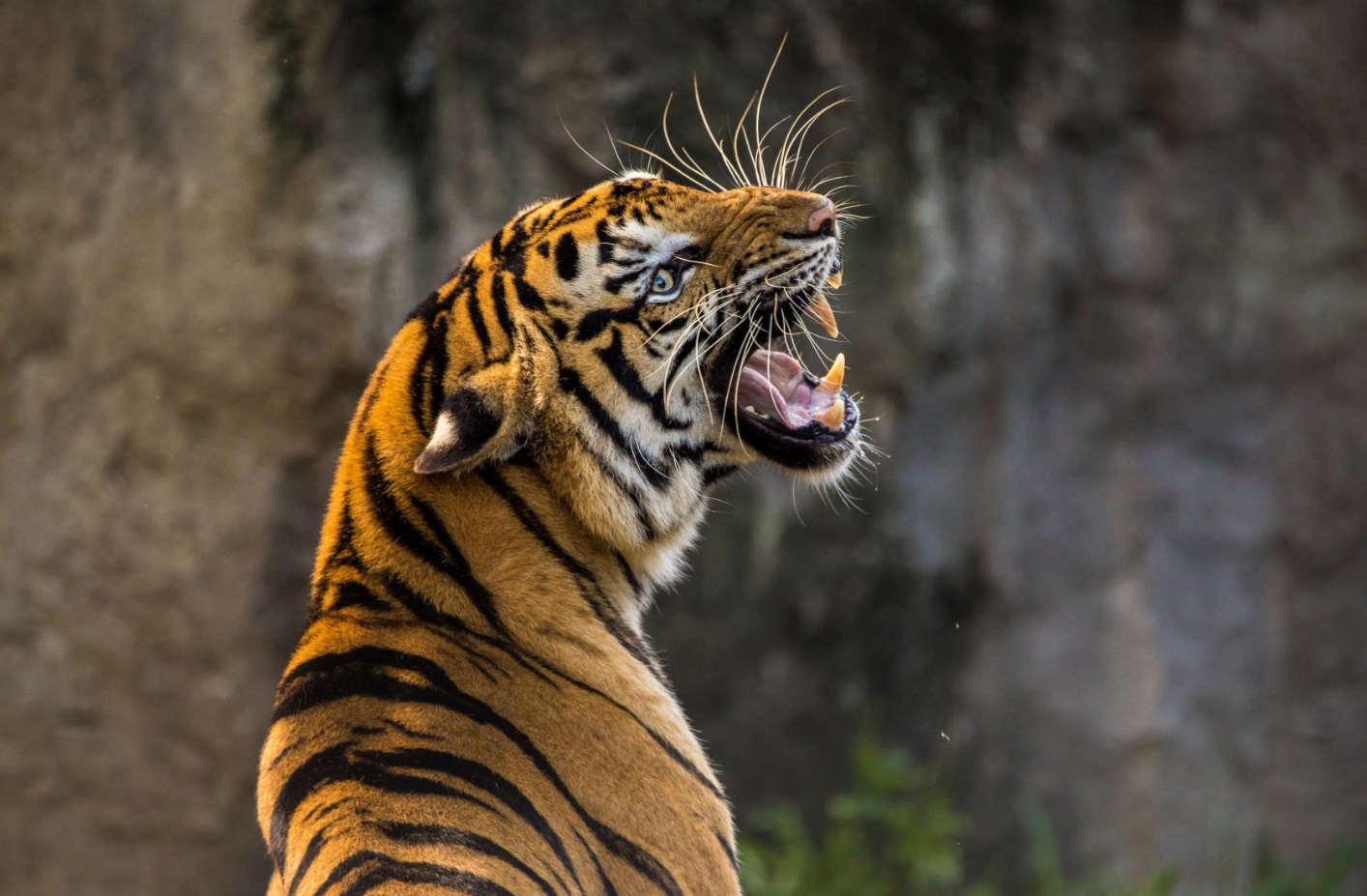 Soirée Tantra année du Tigre