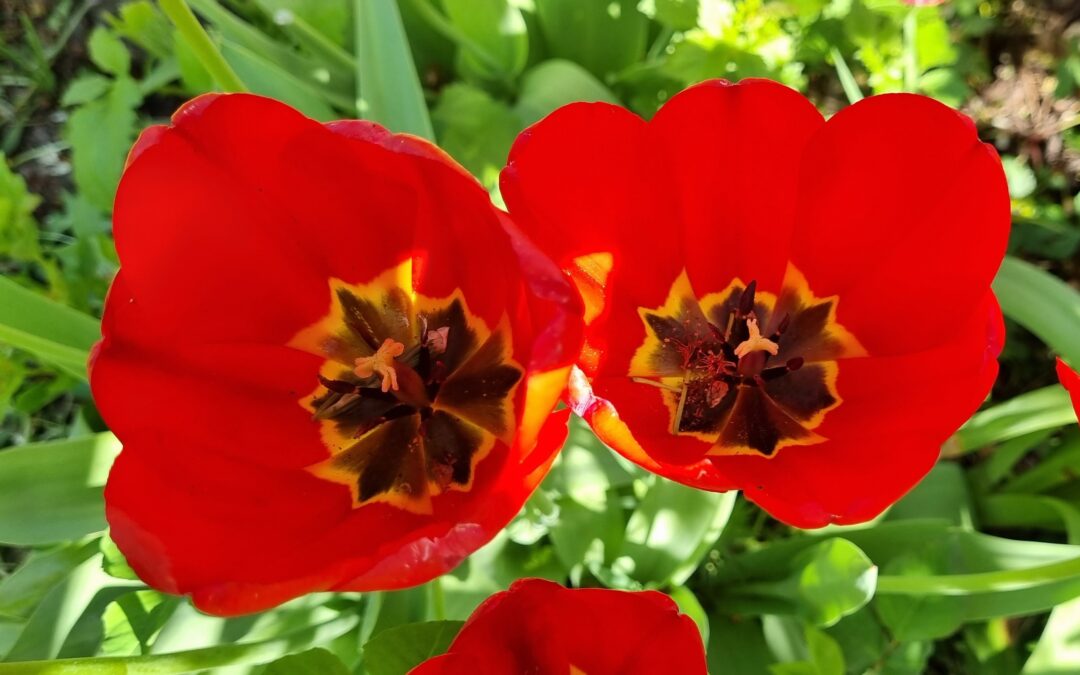 Soirée Skydancing Tantra « Amourons-nous »